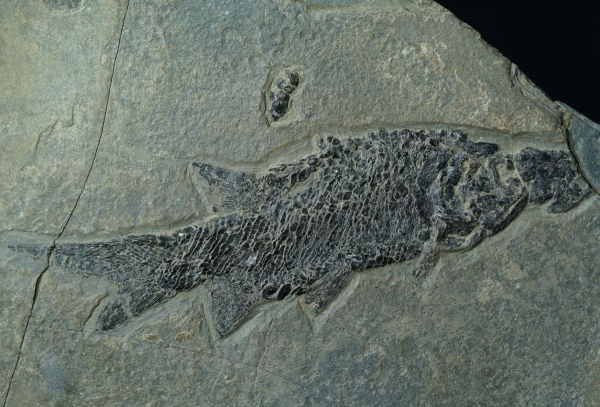 Paramblypterus sp. | Rotliegend | Jeckenbach