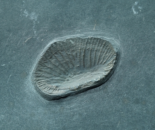 Zaphrentis sp. | Hunsrückschiefer | Bundenbach