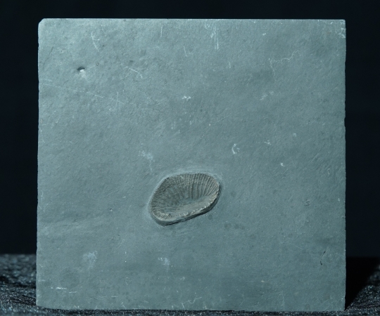 Zaphrentis sp. | Hunsrückschiefer | Bundenbach