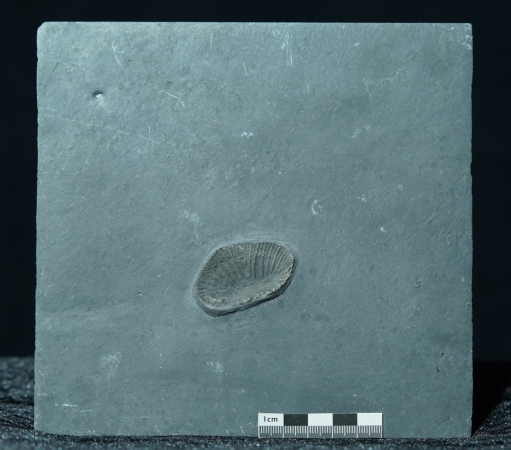 Zaphrentis sp. | Hunsrückschiefer | Bundenbach