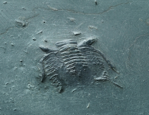 Asteropyge sp. | Hunsrückschiefer | Bundenbach