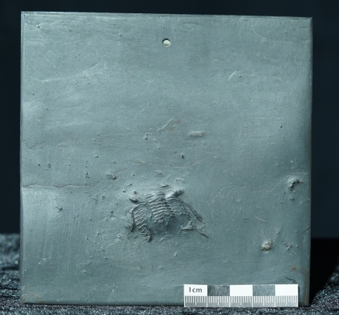Asteropyge sp. | Hunsrückschiefer | Bundenbach