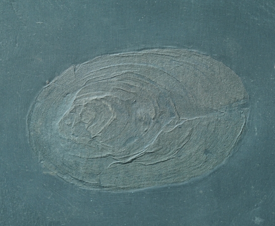Plectodiscus discoideus | Hunsrückschiefer | Bundenbach