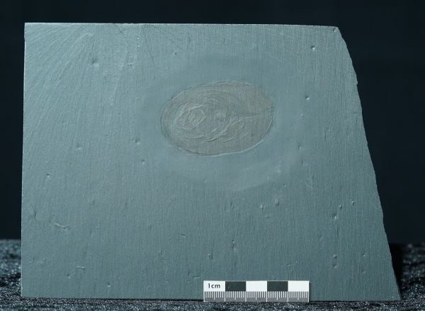Plectodiscus discoideus | Hunsrückschiefer | Bundenbach