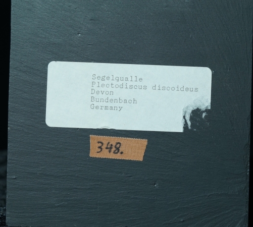 Plectodiscus discoideus | Hunsrückschiefer | Bundenbach