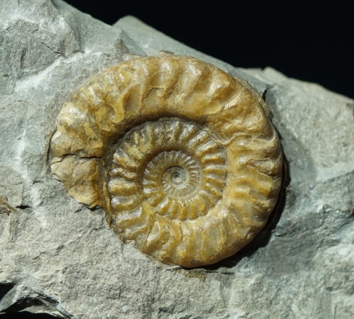 Hildoceras sp. | Toarcium | Altdorf