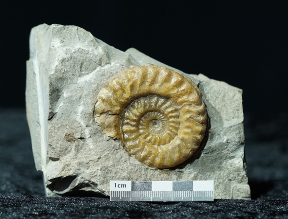 Hildoceras sp. | Toarcium | Altdorf