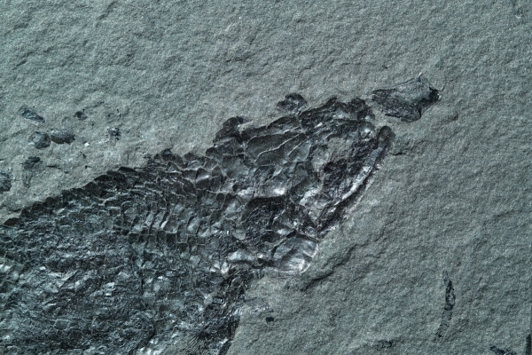 Osteolepis macrolepidotus | Devon | Orkney