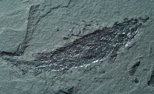 Osteolepis macrolepidotus | Devon | Orkney