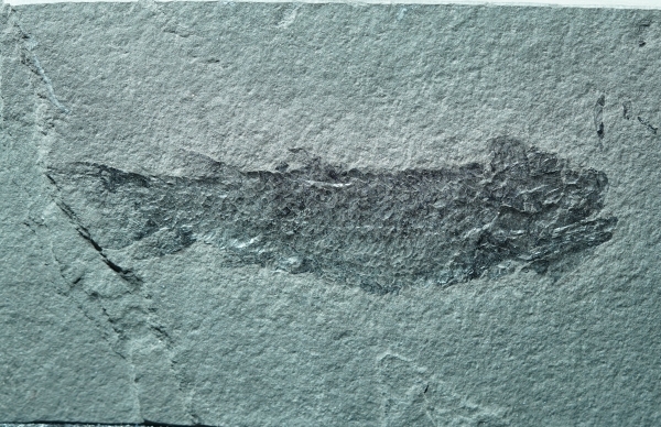Osteolepis macrolepidotus | Devon | Orkney