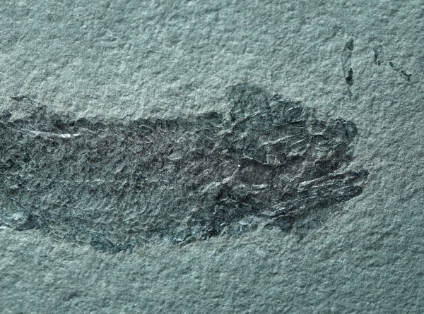 Osteolepis macrolepidotus | Devon | Orkney
