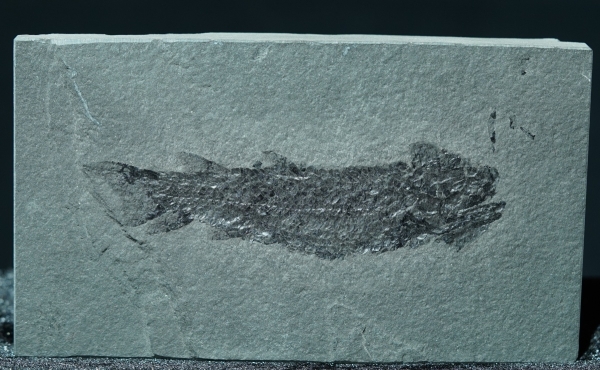 Osteolepis macrolepidotus | Devon | Orkney