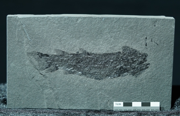 Osteolepis macrolepidotus | Devon | Orkney