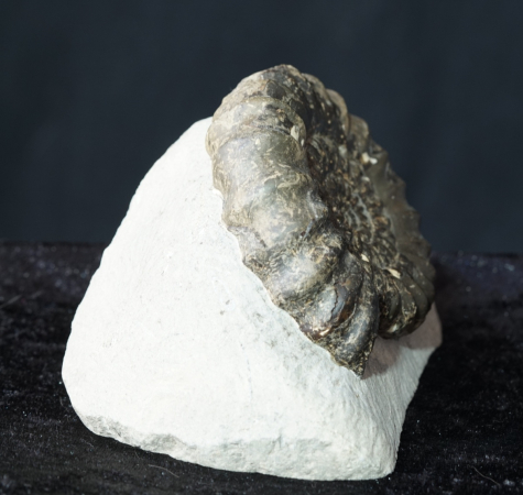 Androgynoceras maculatum | Pliensbachium | Whitby