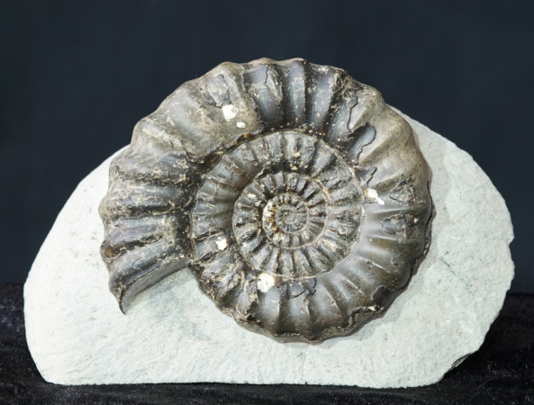 Androgynoceras maculatum | Pliensbachium | Whitby