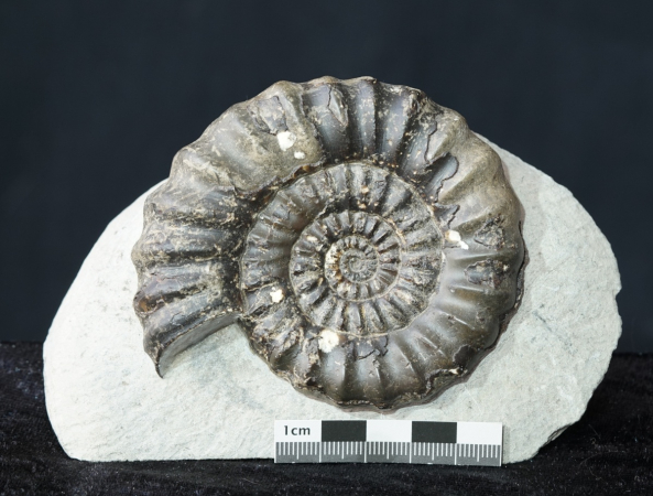 Androgynoceras maculatum | Pliensbachium | Whitby