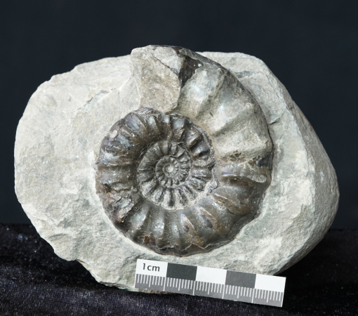 Androgynoceras maculatum | Pliensbachium | Whitby