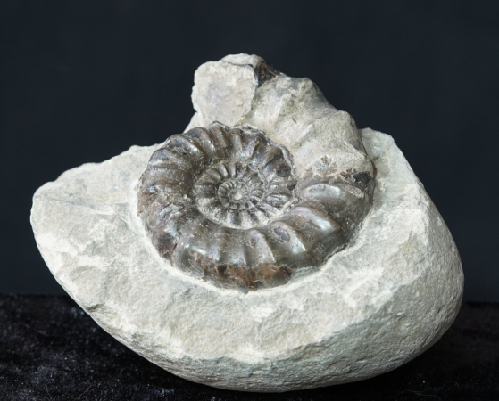 Androgynoceras maculatum | Pliensbachium | Whitby