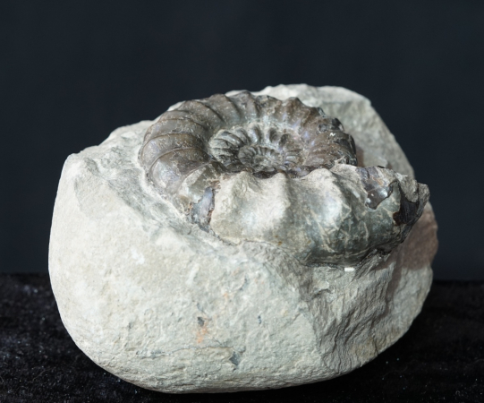 Androgynoceras maculatum | Pliensbachium | Whitby