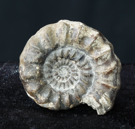 Androgynoceras maculatum | Pliensbachium | Whitby