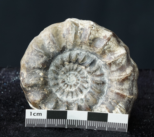 Androgynoceras maculatum | Pliensbachium | Whitby