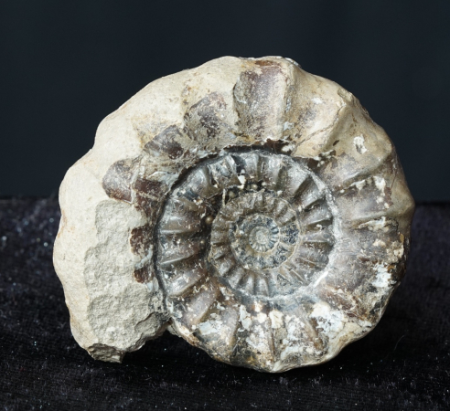 Androgynoceras maculatum | Pliensbachium | Whitby