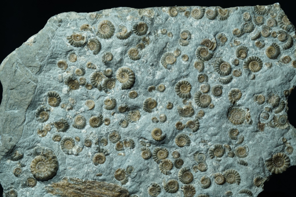 Promicroceras planicosta | Sinemurium | Lyme Regis