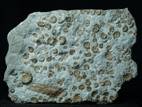 Promicroceras planicosta | Sinemurium | Lyme Regis
