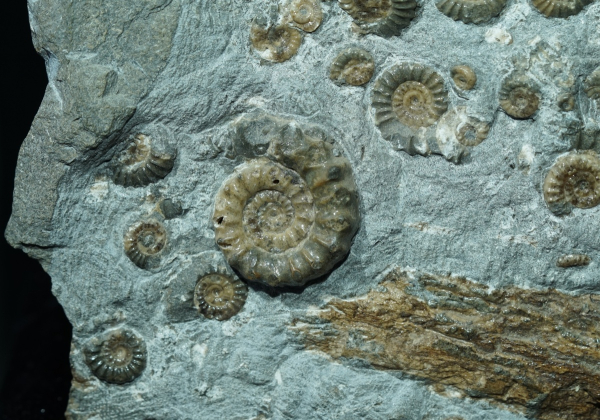Promicroceras planicosta | Sinemurium | Lyme Regis