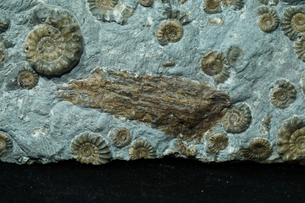 Promicroceras planicosta | Sinemurium | Lyme Regis