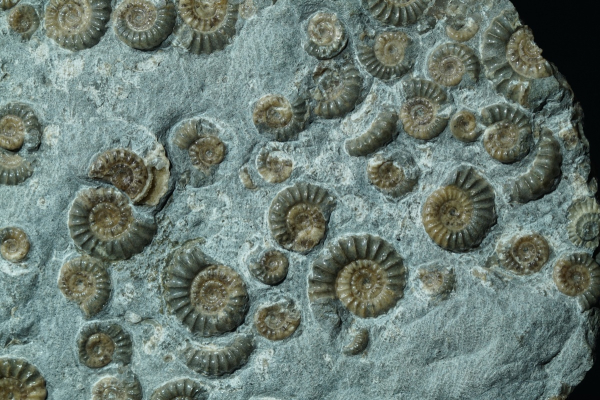 Promicroceras planicosta | Sinemurium | Lyme Regis