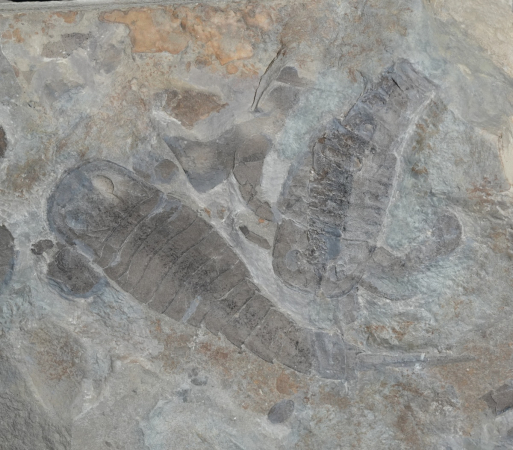 Eurypterus tetragonophthalmus | Silur | Ukraine