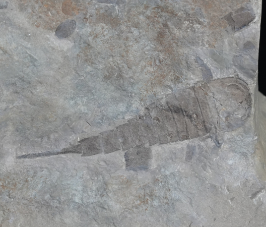 Eurypterus tetragonophthalmus | Silur | Ukraine