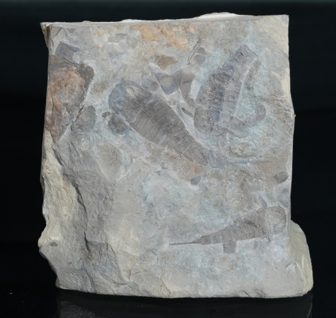 Eurypterus tetragonophthalmus | Silur | Ukraine