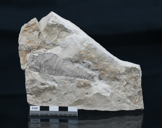 Eurypterus tetragonophthalmus | Silur | Ukraine