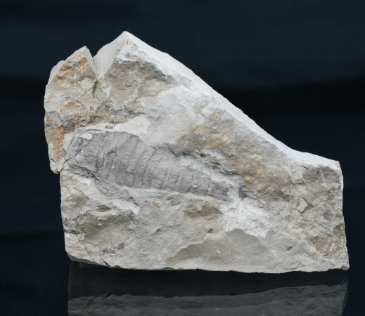 Eurypterus tetragonophthalmus | Silur | Ukraine