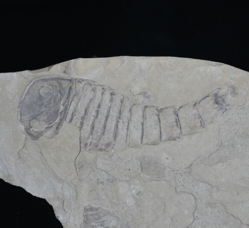 Eurypterus tetragonophthalmus | Silur | Ukraine
