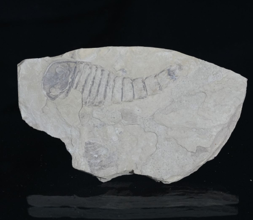 Eurypterus tetragonophthalmus | Silur | Ukraine