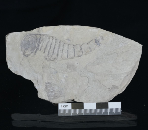 Eurypterus tetragonophthalmus | Silur | Ukraine