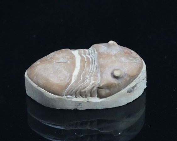 Homotelus bromidensis | Ordovizium | Oklahoma