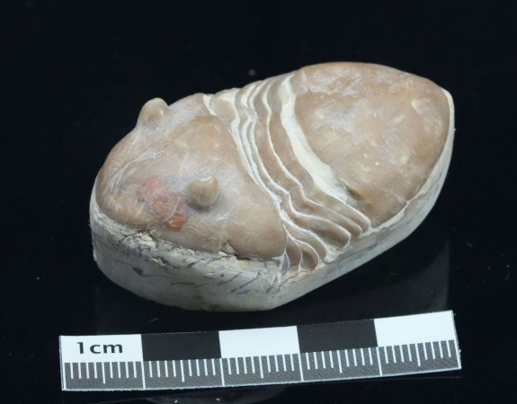 Homotelus bromidensis | Ordovizium | Oklahoma