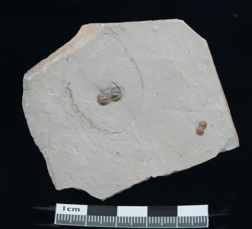 Pereonopsis sp. | Kambrium | Utah