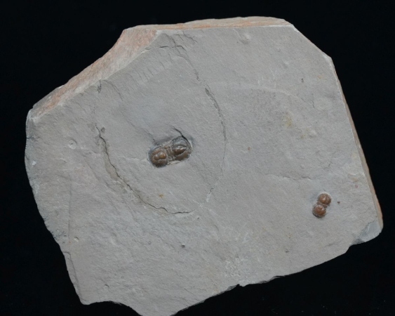 Pereonopsis sp. | Kambrium | Utah