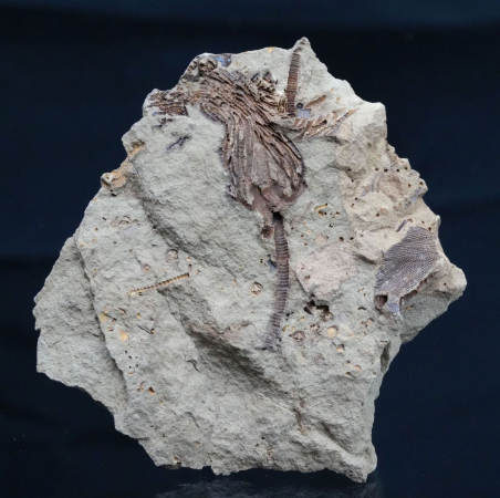 Lecytocrinus sp. | Devon | Finnentrop