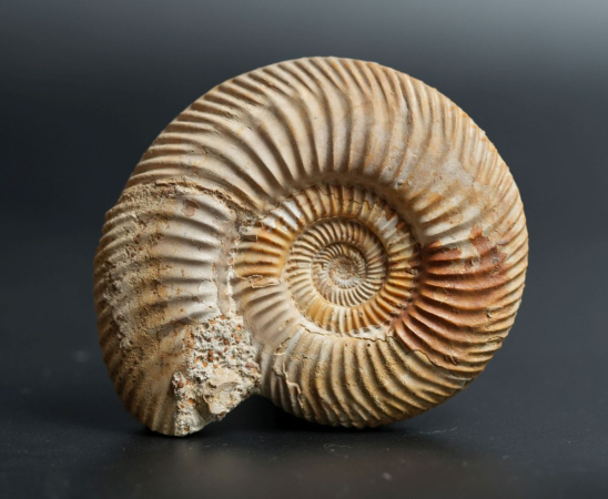 Parkinsonia subarietis | Bathonium | Port-en-Bessin