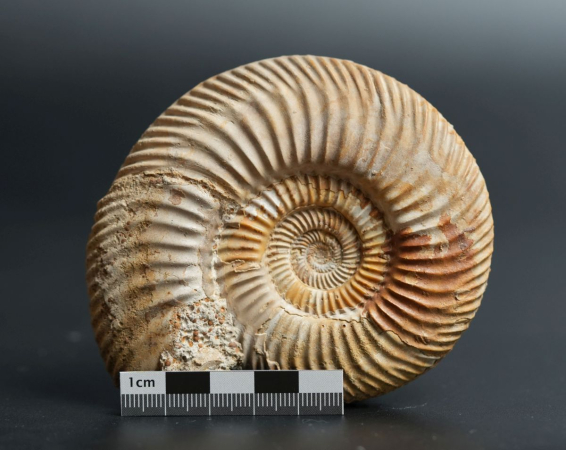 Parkinsonia subarietis | Bathonium | Port-en-Bessin