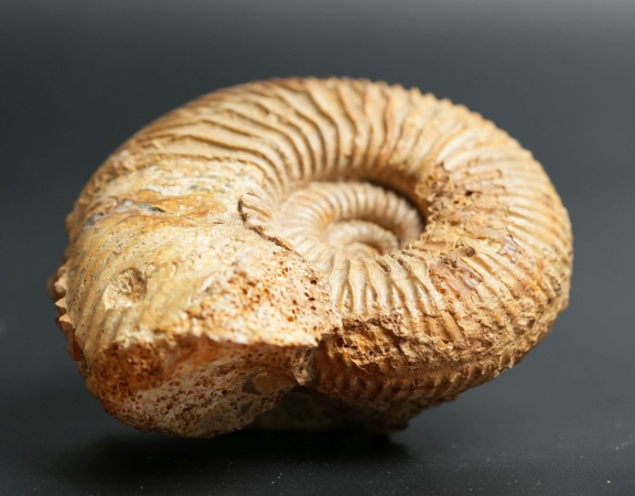 Garantiana depressa | Bathonium | Port-en-Bessin