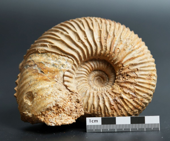 Garantiana depressa | Bathonium | Port-en-Bessin