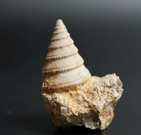 Pleurotomaria mutabilis | Bathonium | Port-en-Bessin