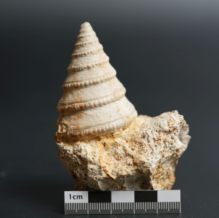 Pleurotomaria mutabilis | Bathonium | Port-en-Bessin